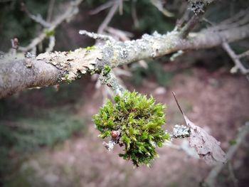 Close-up of plant growing on tree