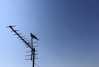 Antenna bird