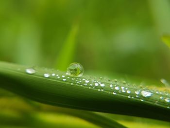 Close-up of water drops on leaf