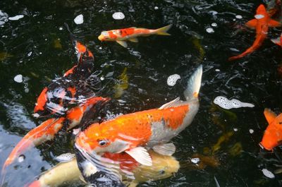 Fish swimming in pond