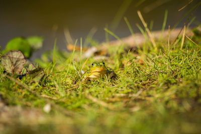 A beautiful common green water frog enjoying sunbathing in a natural habitat at the forest pond. 