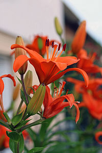 Close-up of red orchid