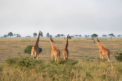 Baringo giraffe,giraffa camelopardalis, murchison falls national park, uganda