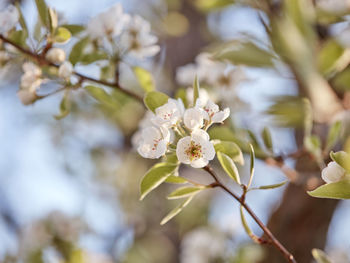 Beginnings of spring