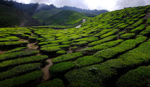 Scenic view of agricultural field