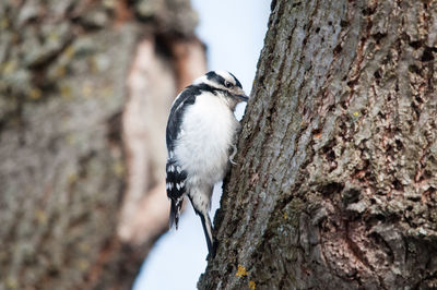 Close-up of bird perching on tree