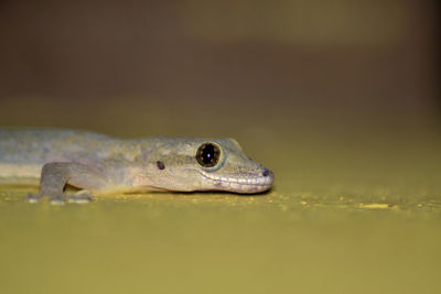 Close-up of lizard