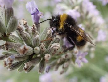 Close-up of bee on flower