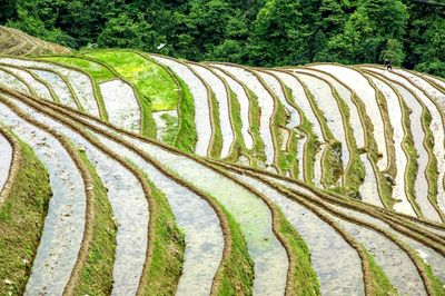 High angle view of agricultural field