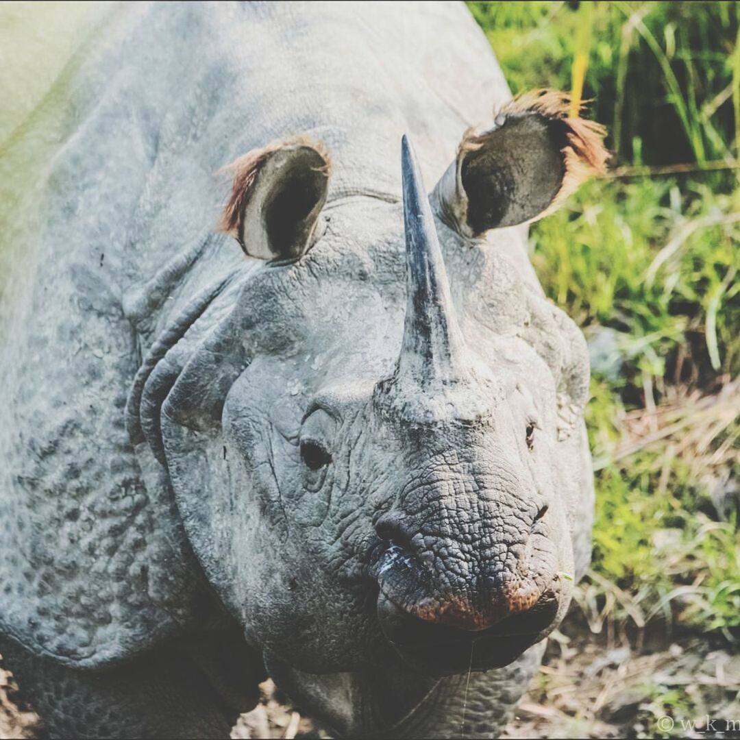 animal themes, one animal, animal head, no people, animals in the wild, day, field, mammal, outdoors, close-up, nature