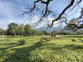 View of trees on field against sky