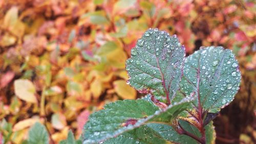 Close-up of water drops on leaves
