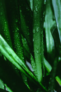 Close-up of raindrops on leaf