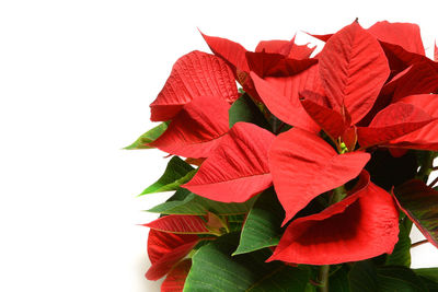 Close-up of red flowering plant against white background