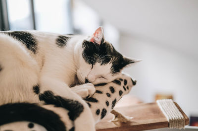 Close-up of a cat sleeping