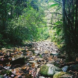 Stream in forest