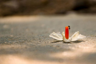 Close-up of white flower on table