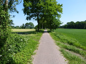 Footpath amidst trees on landscape against sky