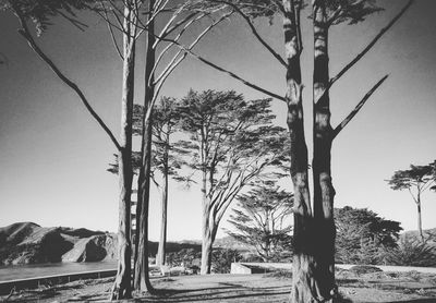 Bare trees by road against clear sky