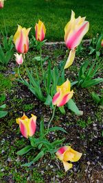 Close-up of crocus blooming on field