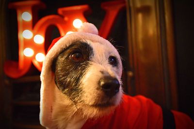 Close-up portrait of a dog