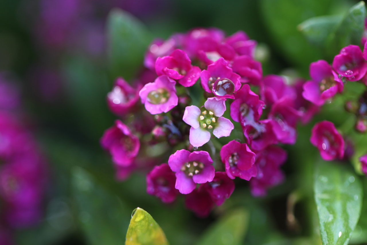 CLOSE-UP OF FRESH PINK FLOWERS