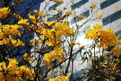 Low angle view of yellow flowers blooming against building