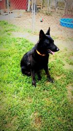 Dog standing on grassy field