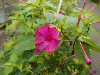 Close-up of pink flower growing in park