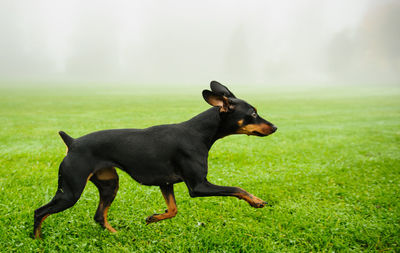 Black dog on field