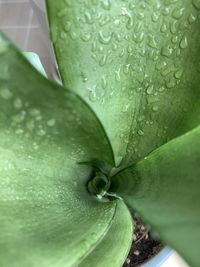 Close-up of wet leaf