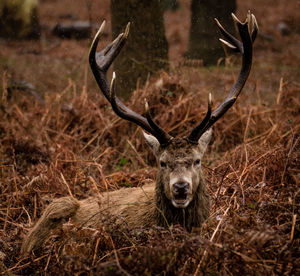 Close-up portrait of deer