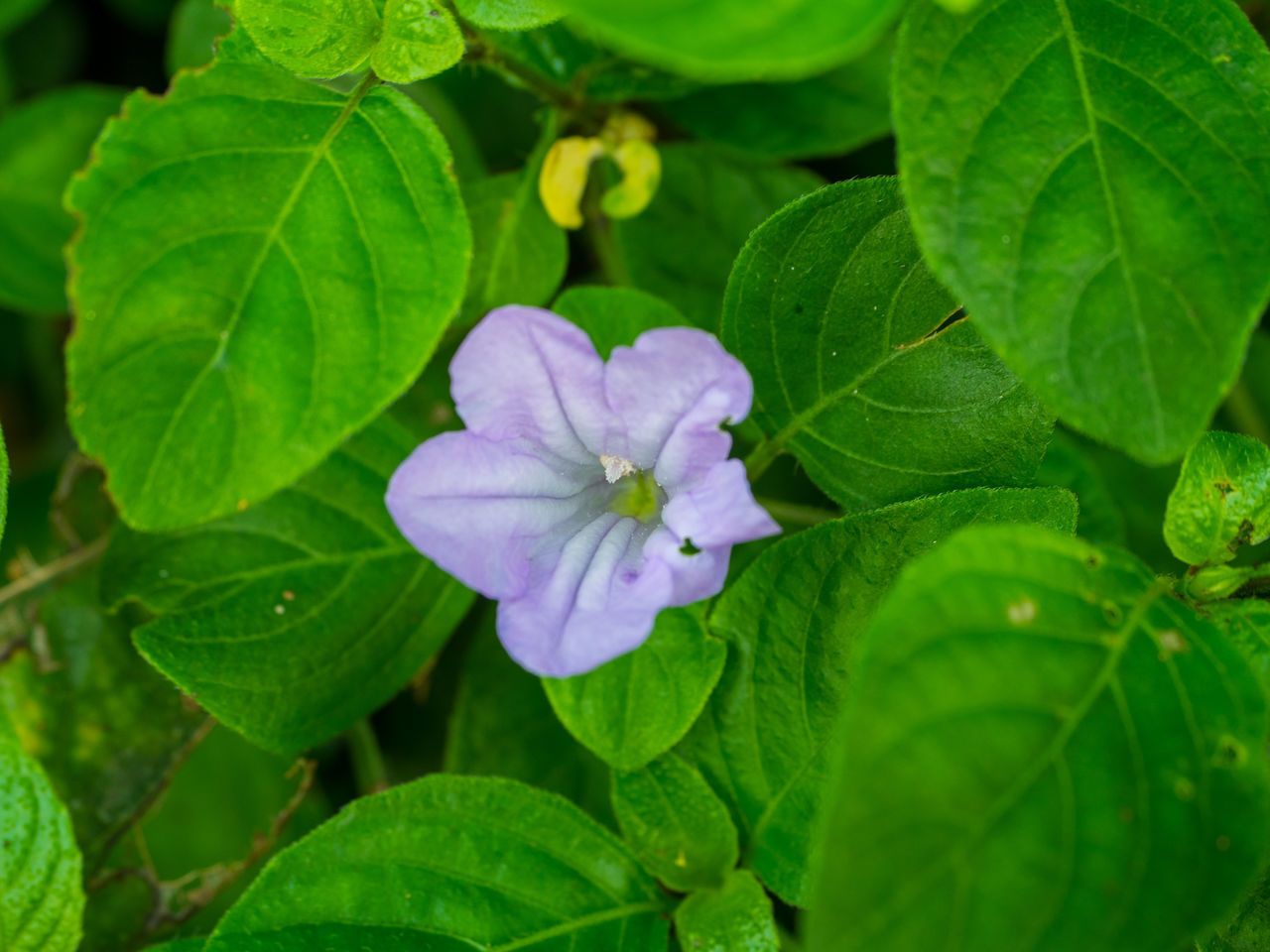 CLOSE-UP OF FLOWERING PLANT