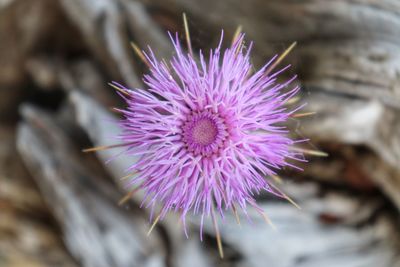 Close-up of purple thistle flower