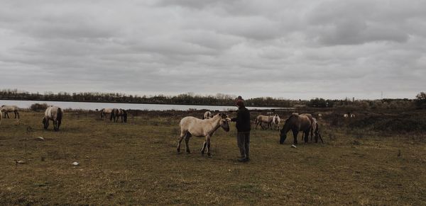 Horses grazing in a field