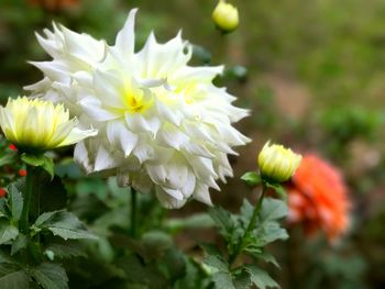 Close-up of flowers blooming outdoors