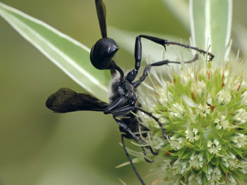 Close-up of insect on flower