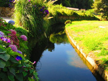 Scenic view of trees and grass by water