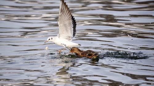 View of birds in water