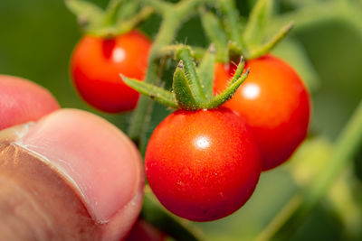 Close-up of tomatoes growing on plant