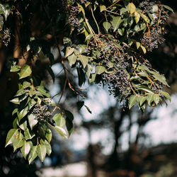 Close-up of tree branch