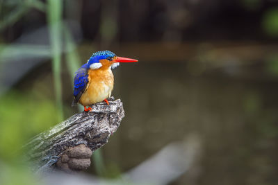 Close-up of bird perching on a branch