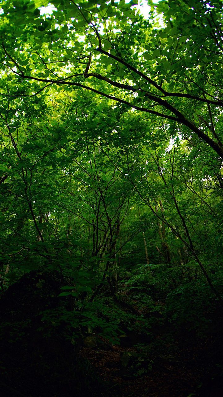 tree, forest, growth, branch, tranquility, green color, nature, woodland, tranquil scene, tree trunk, beauty in nature, lush foliage, scenics, non-urban scene, day, outdoors, no people, woods, green, low angle view