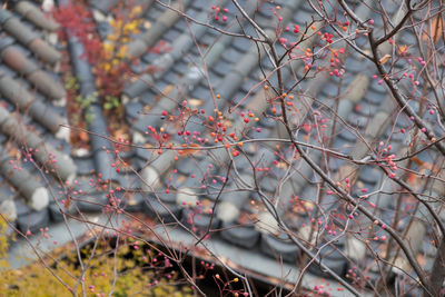 Close-up of flower tree