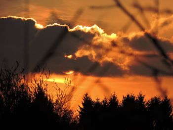 Low angle view of silhouette trees against orange sky