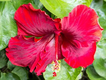 Close-up of red hibiscus flower