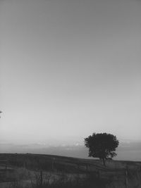 Trees on landscape