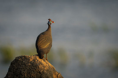 Helmeted guineafowl on termite mound with catchlight