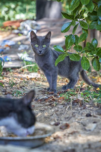 Portrait of a cat on field