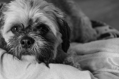 dog
